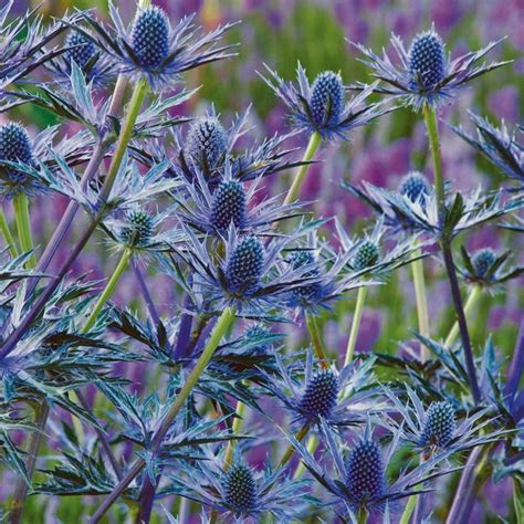 Shop for perennial flower seeds plant information type: 17 Best images about Blue Perennials Zone 5 on Pinterest ...