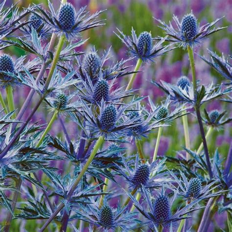 Bluehead gilia this annual wildflower is a member of the phlox family with the ability to reseed itself, coming up year after year like a perennial. 17 Best images about Blue Perennials Zone 5 on Pinterest ...