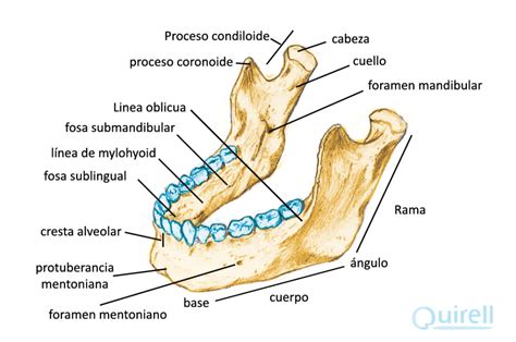 Cráneo De Un Homo Sapiens Quirell