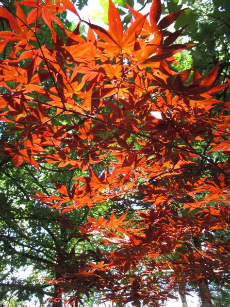 Acer palmatum wolff emperor 1®. Back in Action - Rotary Botanical Gardens