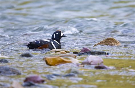 A Male Harlequin Duck In Glacier National Park Smithsonian Photo
