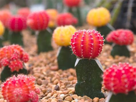 Mihanovichii, which is available in red, yellow, orange or pink. How to grow ruby ball cactus in pots (с изображениями ...