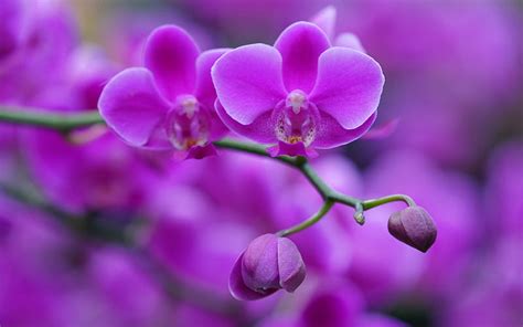 1920x1080px 1080p Free Download Purple Orchid Purple Floral