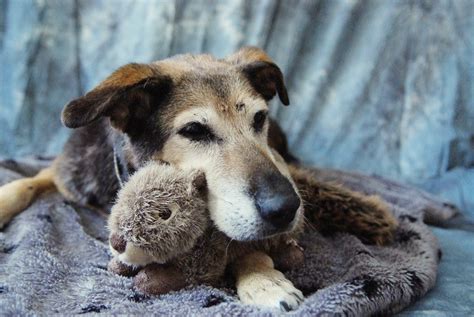 How to find & cultivate successful rescue partnerships. Young at Heart Pet Rescue: Love Has No Age Limit™ by Dawn ...