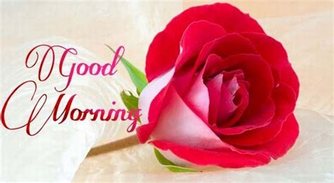 He is best known for being the lead vocalist and lyricist of the hard rock band guns n' roses , and has also been the band's sole constant member since their inception in 1985. Good Morning Wishes With Flowers Pictures, Images - Page 80