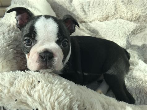 49 Boston Terrier Puppies For Sale In Florida Photo Bleumoonproductions