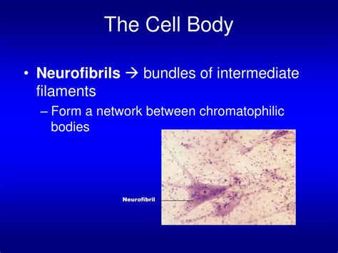 PPT - THE NERVOUS SYSTEM & NERVOUS TISSUE Human Anatomy Sonya Schuh