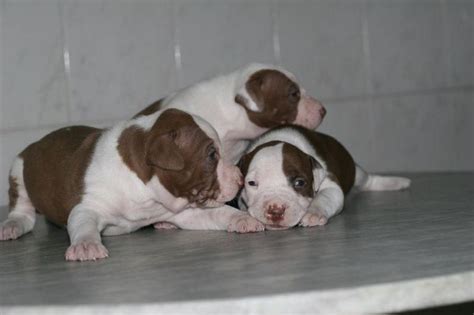 It is not uncommon to have both blue and brown pitbull puppies in a … white and tan pitbull puppies photo.jpg (1 comment)