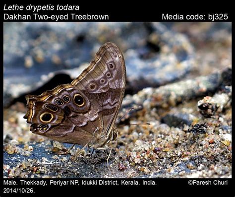 Lethe Drypetis Hewitson Two Eyed Treebrown Butterfly