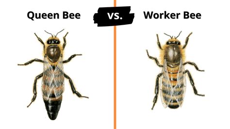 Queen Bees Versus Worker Bees How Do They Compare