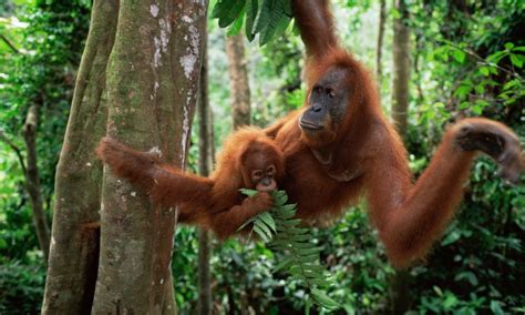 Chip In To Save The Orangutans From Destructive Palm Oil