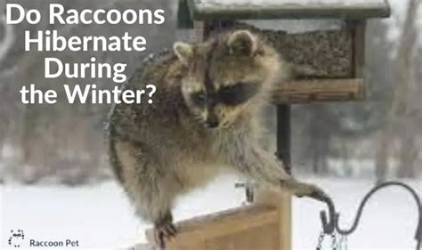 Do Raccoons Hibernate During The Winter