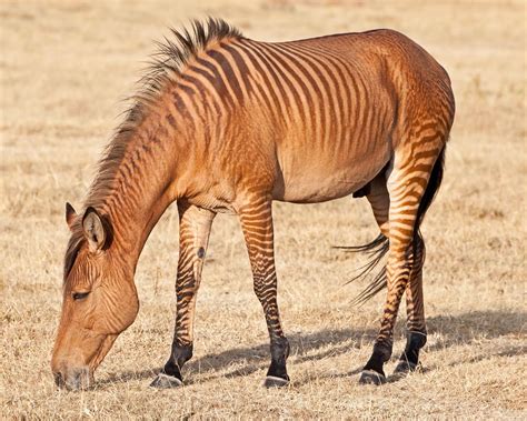 Zonkey Out Of A Slate Colored Jennet The Sire Is A Grant Zebra