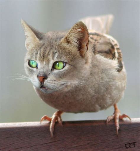 68 Unusual Cat And Bird Hybrids Bred In Photoshop Add Yours Animal