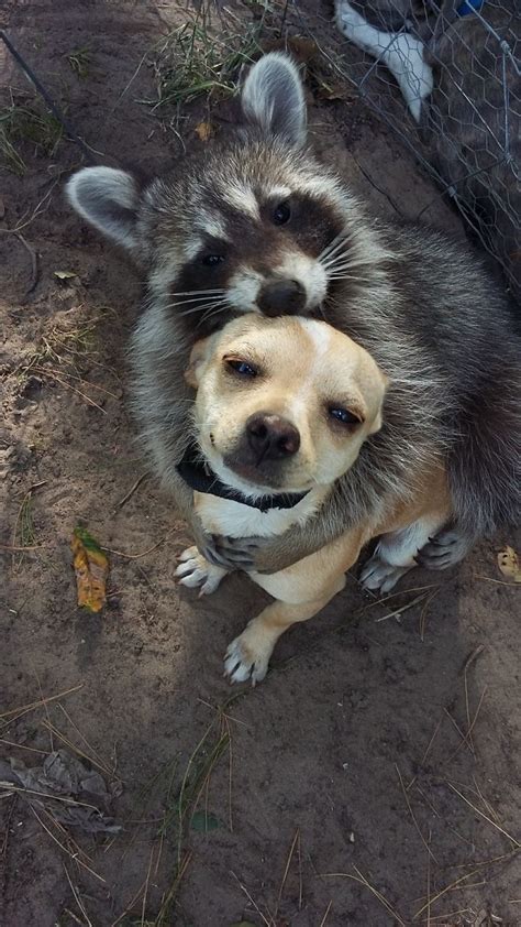 If You Think The World Is Terrible These 50 Animal Friendships Might