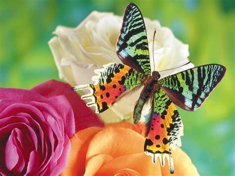 Rainbow Butterfly On Roses