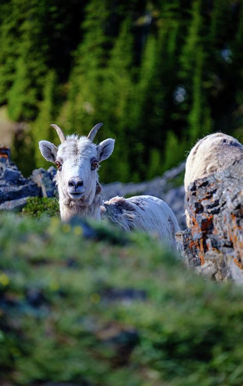 Young Mountain Goat Canadian Rockies Alberta Canada Photograph By