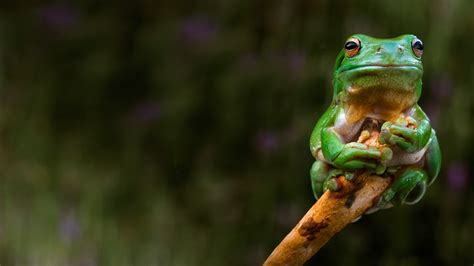Animals Nature Green Wildlife Frog Amphibian Fauna Vertebrate