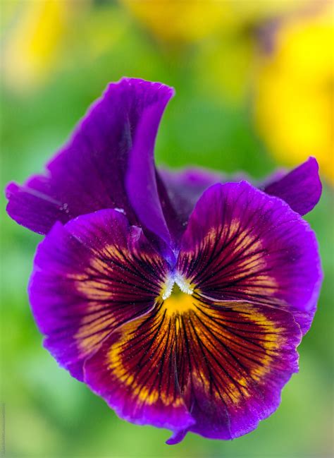 Pansy Practicing The Flamenco By Alan Shapiro