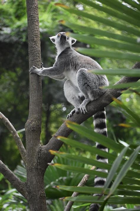 Ring Tailed Lemur Climbing In A Tree Stock Photo Image Of Garden