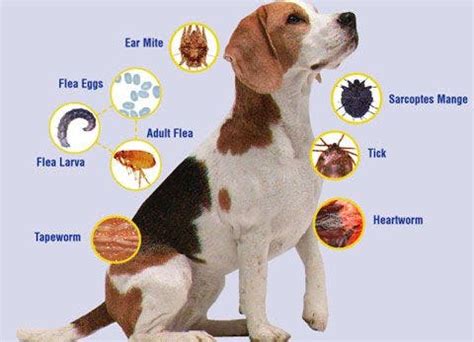 Gastrointestinal Parasites in Dogs | Woodbridge, VA Patch
