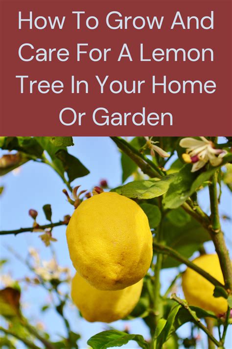 How To Grow And Care For A Lemon Tree In Your Home Or Garden Gardening