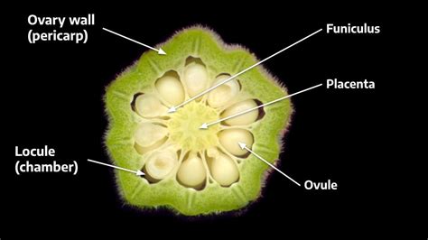 81 Fruit Morphology The Science Of Plants