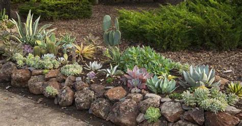 Read on to learn more about growing cactus and succulent plants indoors. Outdoor Succulents: How To Grow Succulent Plants In The ...