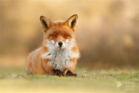 Pin By Christine Potocar On Foxes Füchse Fox Animals Animals