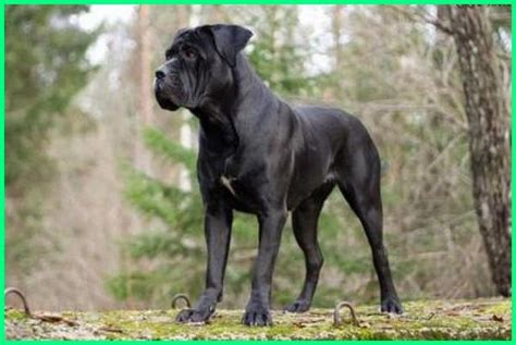 45 Jenis Anjing Terkenal di Dunia, Gambar dan Keterangannya - Dunia