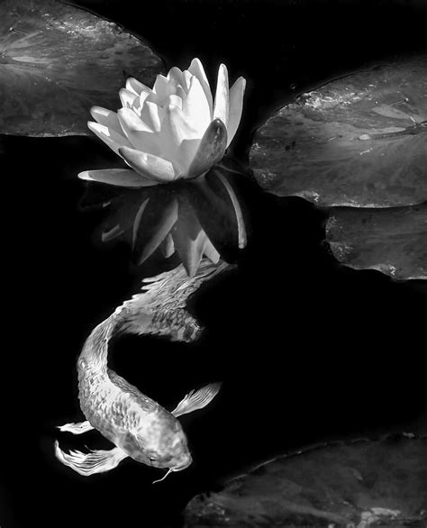 Oriental Koi Fish And Water Lily Flower Black And White Photograph By