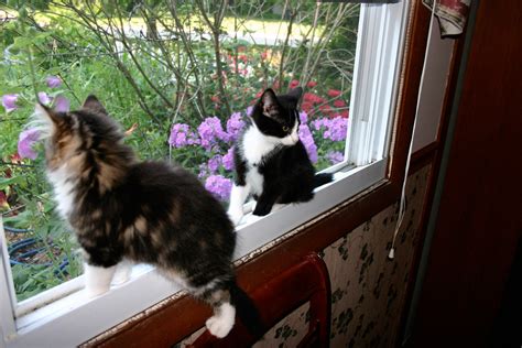 Kittens In Window Free Stock Photo Public Domain Pictures