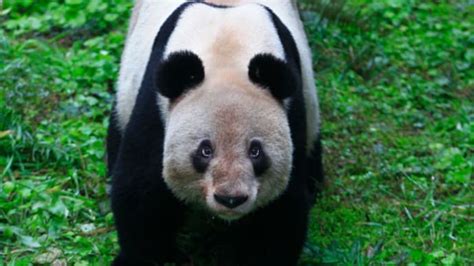 Worlds Oldest Captive Giant Panda Dies At 38 In China Zoo India Today