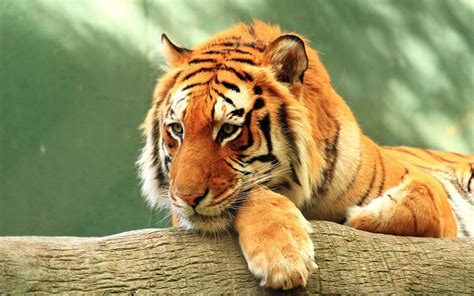 Tiger Close Up 4k Wallpapers Hd Wallpapers Id 20894