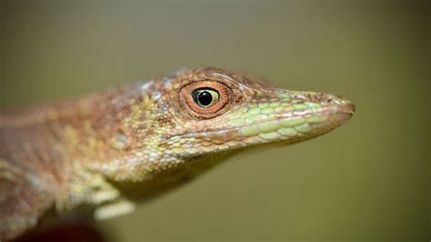 Hispaniolan Green Anole Media Encyclopedia Of Life