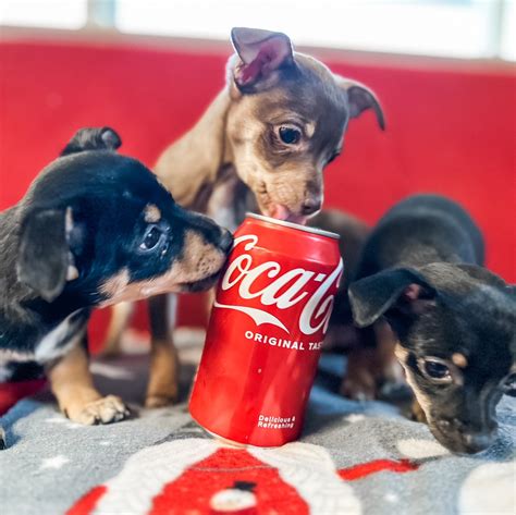 The Muffins - Calaveras Humane Society