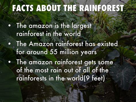 Amazon Rainforest Facts
