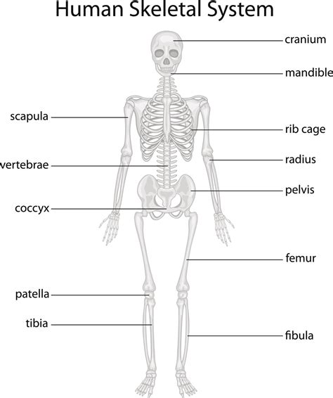 What Are The Different Body Systems In Human Body And What Are Their