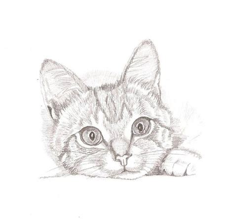 Kitten sketch black and white realistic pencil drawing/pet ... Cute cartoon kitten vector image on vectorstock.