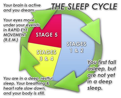 Understanding Your Sleep Cycles Trainers Box Cb