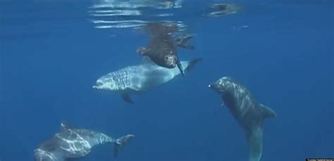 Altruistic Dolphins Help Seal Find Its Way Back To Sea Video