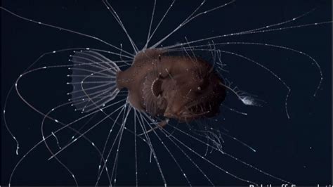 18 Deep Sea Anglerfish Called The Fanfin Angler Caulophryne Jordani