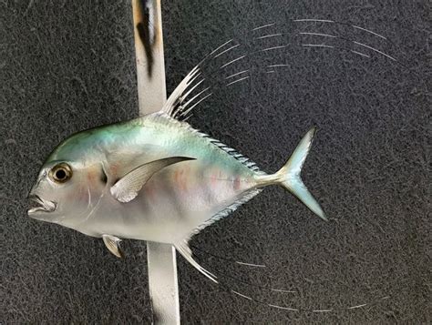 African Pompano Mounts New Wave Taxidermy