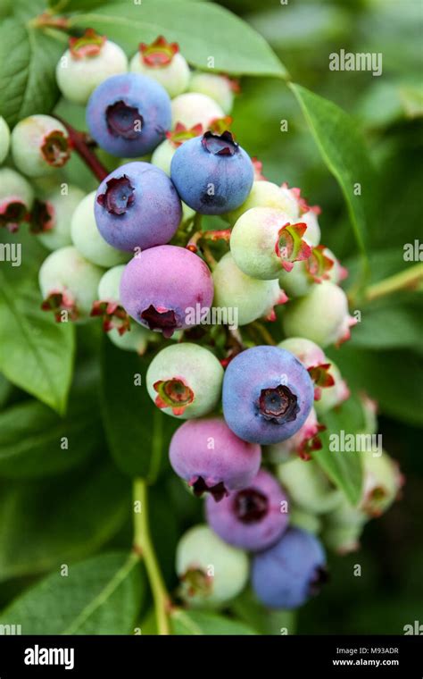 Bunch Of Beautifully Colored Blueberries In Various States Of Aging On
