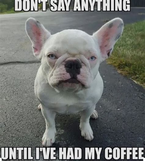 45 Best French Bulldog Memes Of All Time The Paws