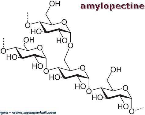 Amylopectine Définition Et Explications
