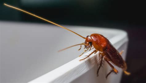 American cockroaches prefer damp conditions and often are found in sewers, woodpiles, and mulch. Palmetto Bug or a Cockroach? • Problem Solved Pest Control