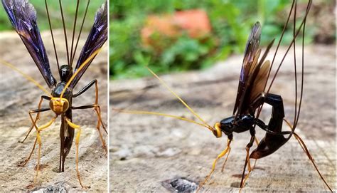 Giant Black Ichneumon Wasp 300
