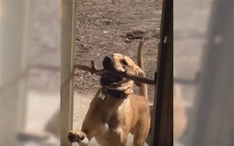 Dog Desperately Trying To Force Stick Through Door Is All Of Us Grape