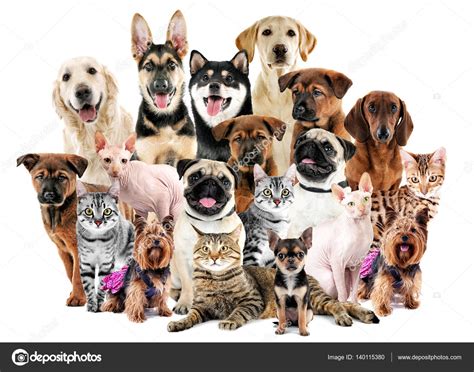 Groups Of Puppies Group Of Cute Pets — Stock Photo © Belchonock